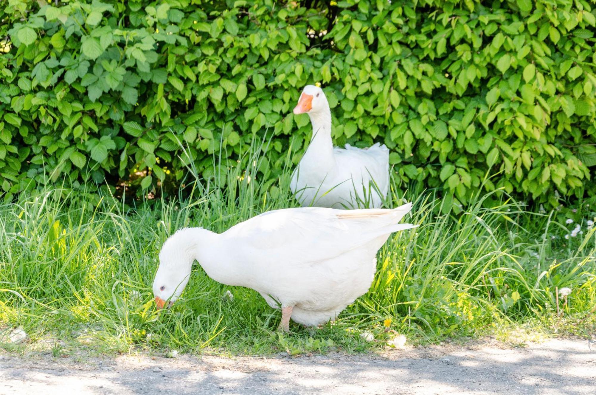 Ferienwohnung Landleben Hofgeismar Exteriér fotografie